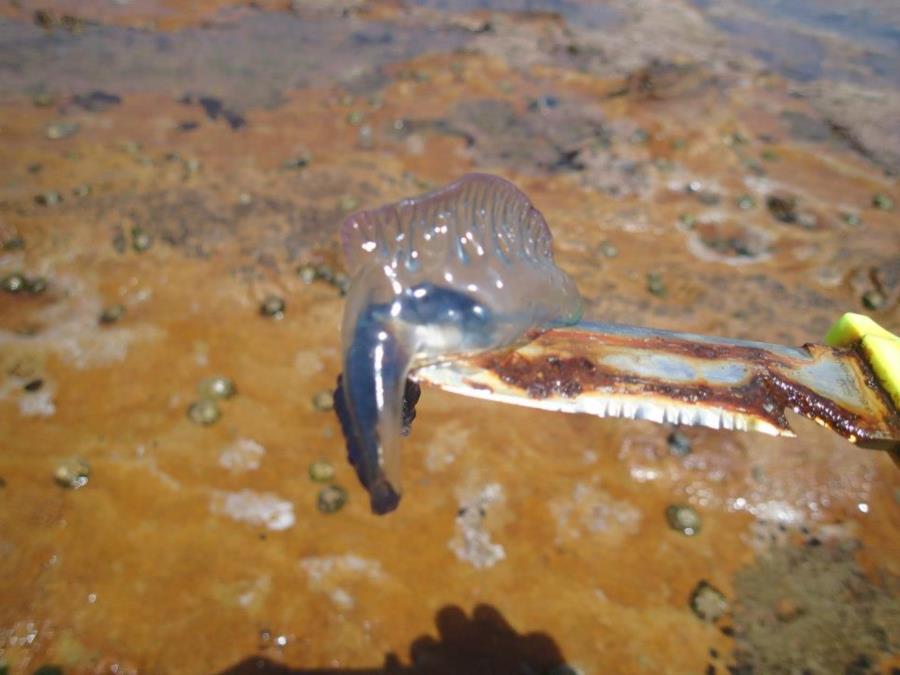 Gordon’s Bay - Stinger!