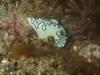 Nudibranch - McNair