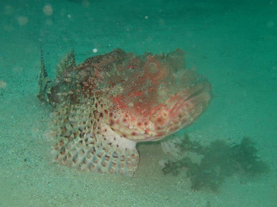 Gordon’s Bay - Western Red Scorpion Cod (I think)