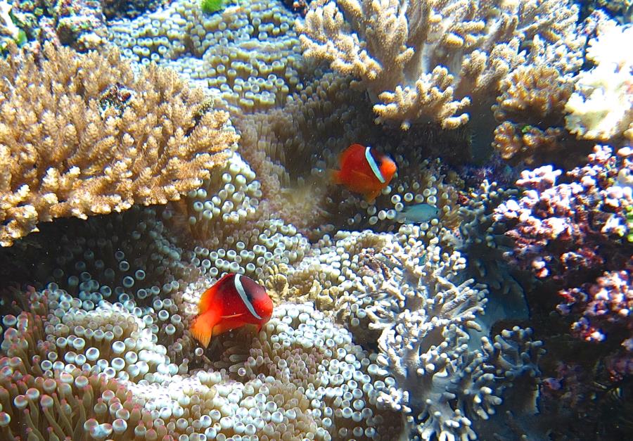 Grand Central Station, Namena, Fiji - Clown fish