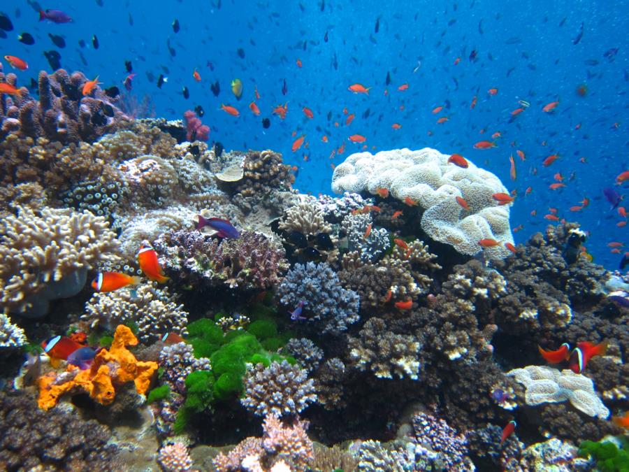 Grand Central Station, Namena, Fiji - Reef