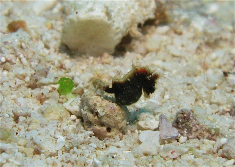 Grand Central Station, Namena, Fiji - Pygmy Sea horse! (about 1/4" long!)