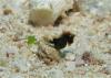 Grand Central Station, Namena, Fiji - Pygmy Sea horse! (about 1/4" long!)