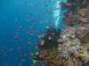 Chimneys, Namena Marine Reserve, Fiji - fish