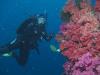 Chimneys, Namena Marine Reserve, Fiji