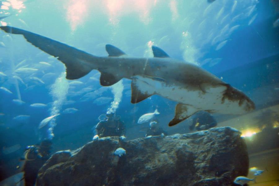 Dubai Aquarium - Dubai Aquarium Sand Tiger