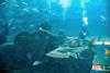 Dubai Aquarium break to watch the fish - csemenko
