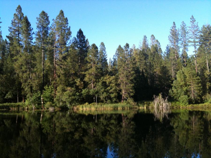 Lake Madrone - East side looking back West