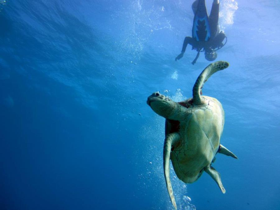 Milln Reef - Playing with Turtles