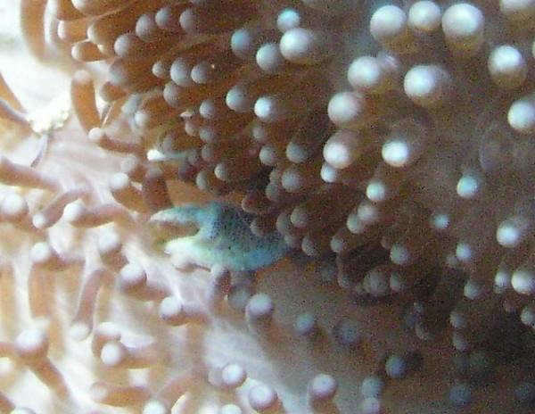 Cornucopia - Crab hiding in the soft coral