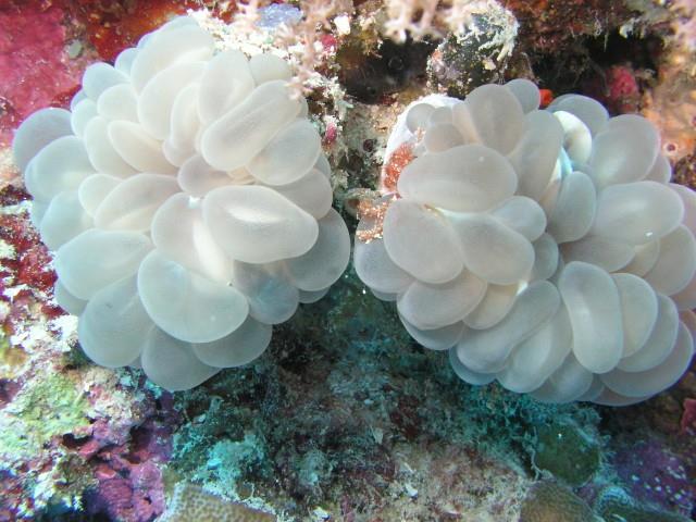 Fan Garden - Bubble coral