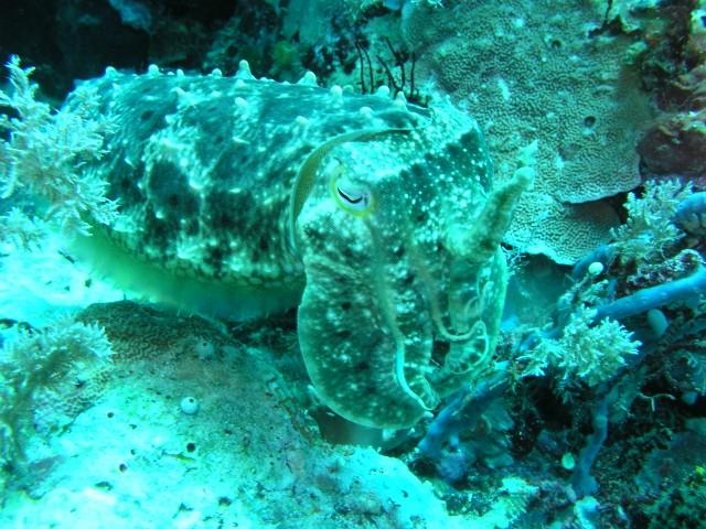 Spiral Corner - Cuttlefish