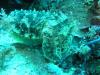 Spiral Corner - Cuttlefish