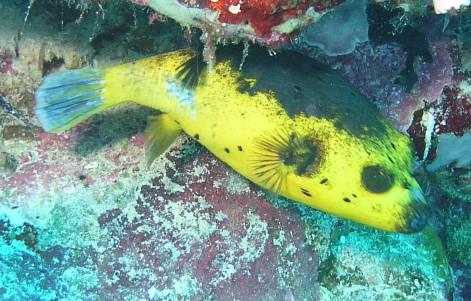 Batfish Wall - Yellow Puffer