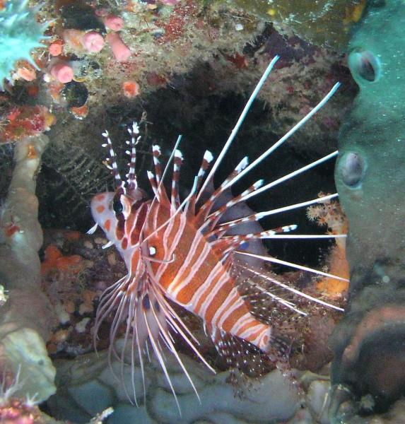 Fan 38 East or West - Lionfish