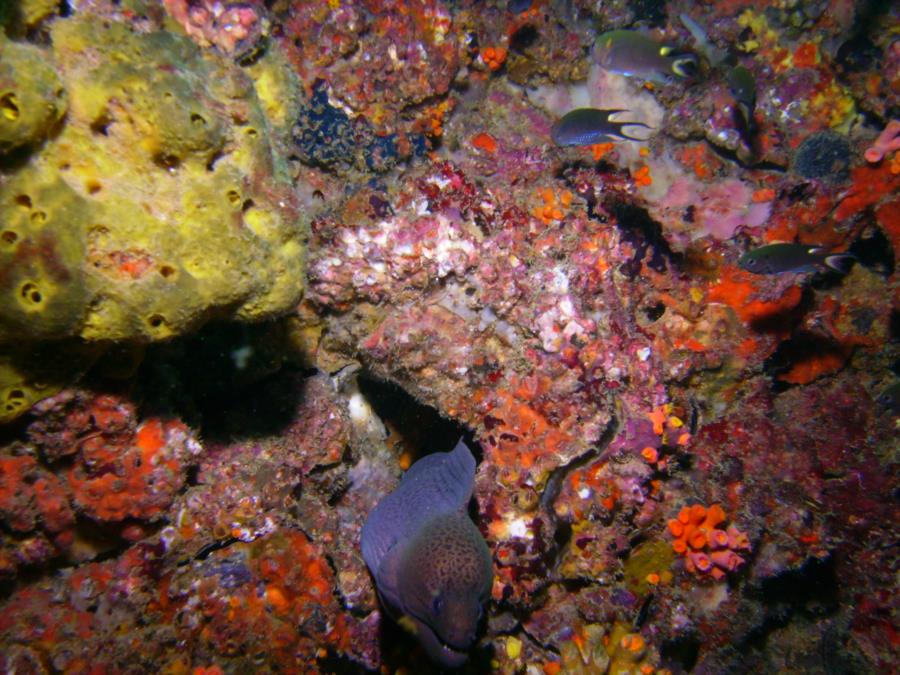 Kon Phi Phi Island - Gray Eel