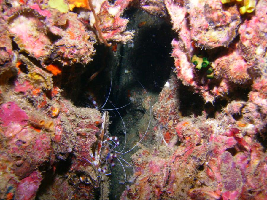Kon Phi Phi Island - Shrimp