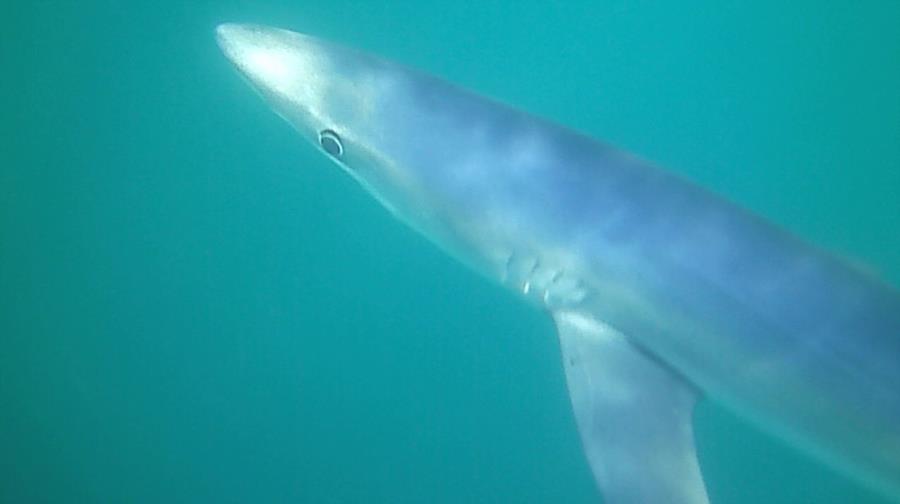 Snappa Charters Blue Sharks - Blue 1