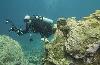 Barcadera Reef - Aruba
