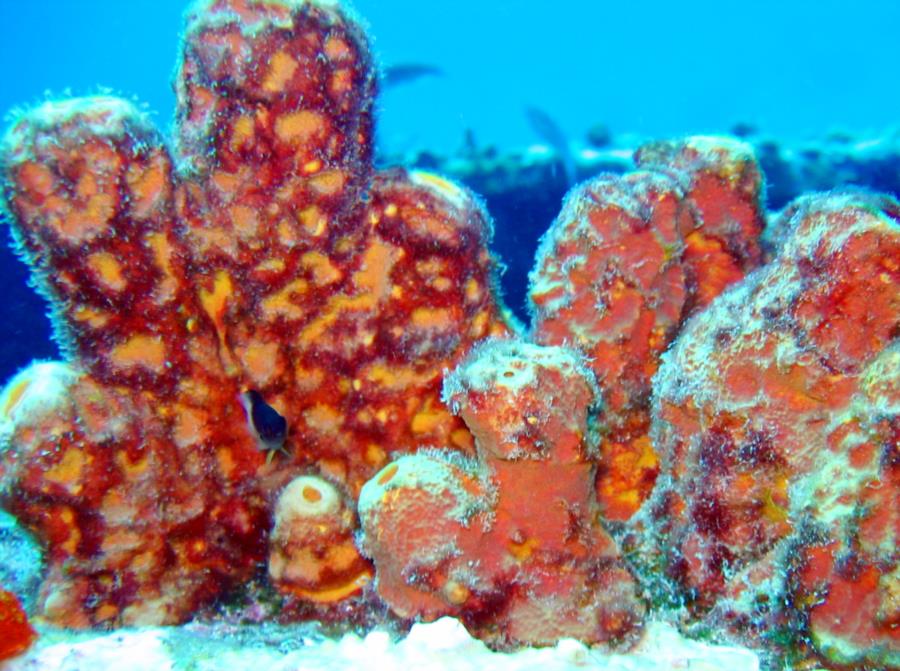 Sponge Reef - Sponge Reef