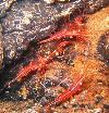 La Grotta Dei Gamberi (The Cavern of the Shrimps - Italy