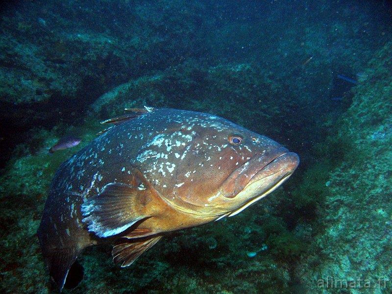UCPA - "Jojo" is the name divers have given to this grouper