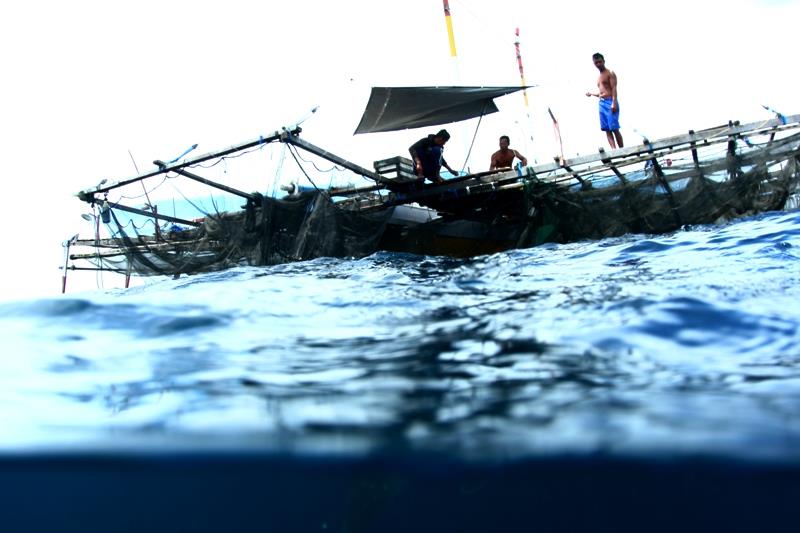 The Bagans, Cenderawasih Bay - Portrait of a whale shark