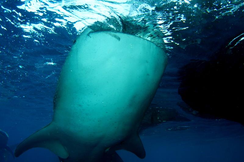 The Bagans, Cenderawasih Bay - Sucking in the food