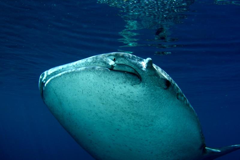 The Bagans, Cenderawasih Bay - smile