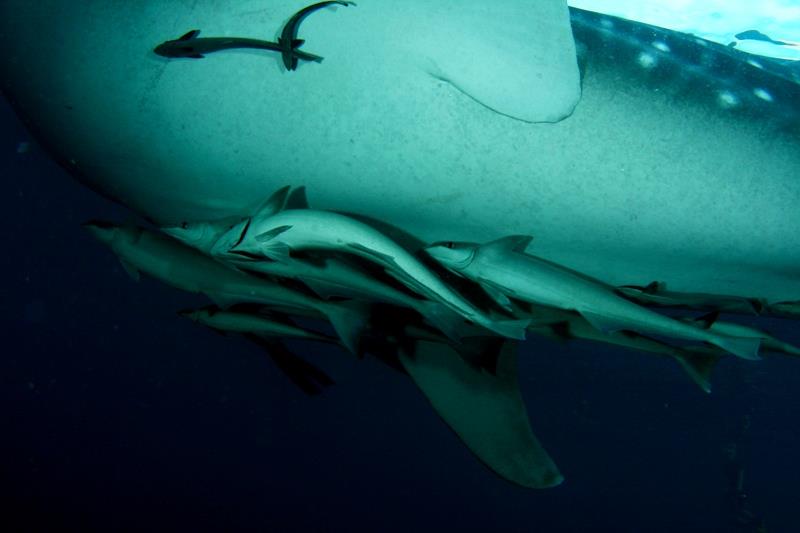 The Bagans, Cenderawasih Bay - Remoras are your friends!