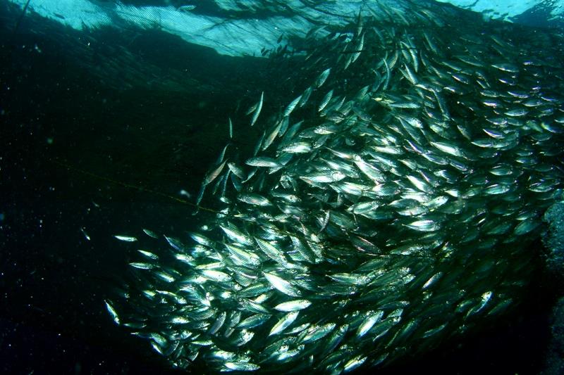 The Bagans, Cenderawasih Bay - Shark food in the bagan’s nets