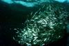 The Bagans, Cenderawasih Bay - Shark food in the bagan’s nets