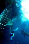 The Bagans, Cenderawasih Bay - sucking on the nets