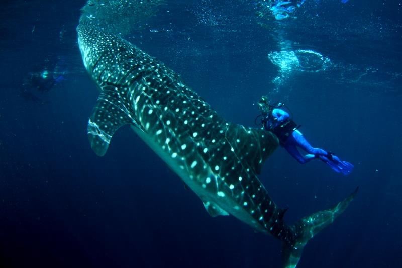 The Bagans, Cenderawasih Bay - No, she’s not touching the shark!