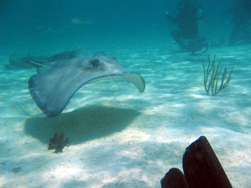 Stingray City East - Stingray City