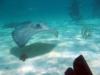 Stingray City East - Stingray City