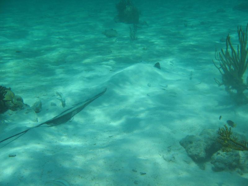 Stingray City East - Stingray City