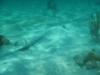 Stingray City East - Stingray City