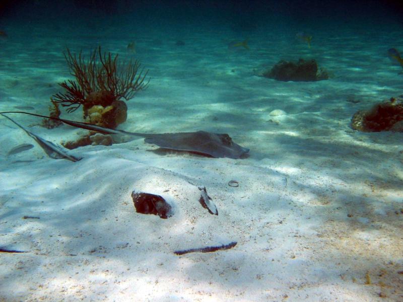 Stingray City East - Stingray City