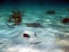 Stingray City East - Stingray City