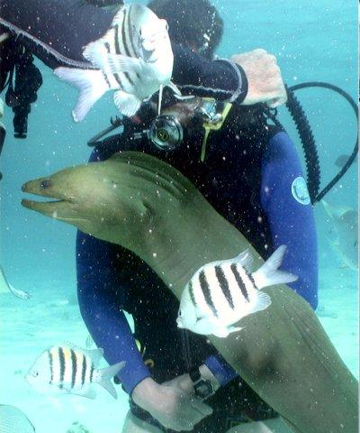 Stingray City - Feeding the Moray