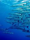 Barracuda Ron’s Pass - Cayman Islands