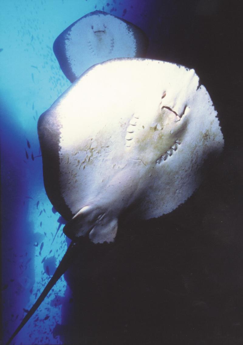 Poor Knights Islands - Sting Rays in Northern Arch