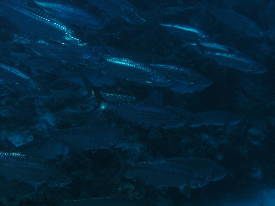 Armchair Reef - Tarpon sheltering in the arms of the reef