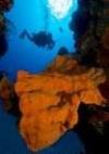 Eagle Ray Rock - Cayman Islands
