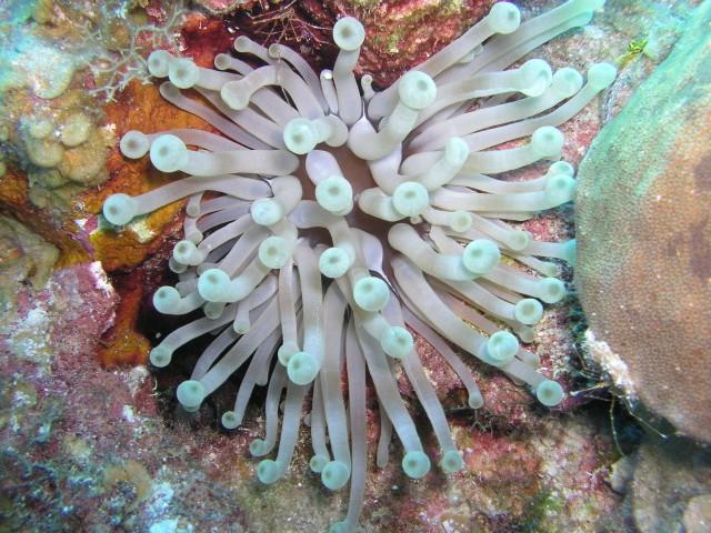 Trinity Caves - anemone and 2 arrow crabs