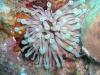 anemone and 2 arrow crabs