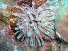 anemone and 2 arrow crabs - LatitudeAdjustment