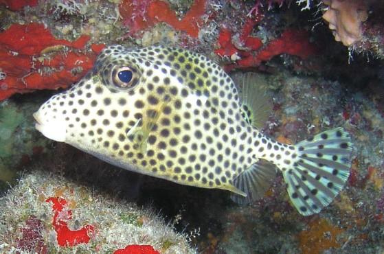 Orange Canyon - Trunkfish