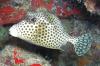 Trunkfish